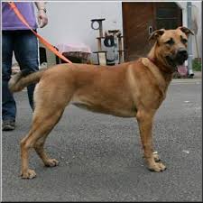 We did not find results for: Hund Schaferhund Boxer Mischling Mischling Hundin 1 Jahr In Zweibrucken Rheinland Pfalz