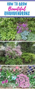 Rhododendron Care How To Grow Beautiful Rhododendrons And Azaleas Learn How Simple Rhododendron Care Actu Rhododendron Care Shade Loving Shrubs Shade Garden