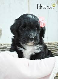 Check spelling or type a new query. Blackie Mini Bernedoodle Puppy For Sale In Millersburg Oh Happy Valentines Day Happyvalentinesday2016i