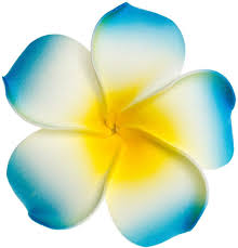 Pin On Plumeria Flowers