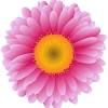 Pfirsich vanille aquarell blumen rahmen png clipart gelb orange weiß rosen pfingstrosen baby dekor hochzeit einladung floral drop. 1