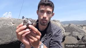 Share the best gifs now >>>. Catch And Cook On The Rocks Making Fish Tacos From This Monkey Faced Eel On Make A Gif