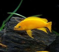 Find out how it can work. Lemon Oscar Astronotus Ocellatus A Complete Care Guide