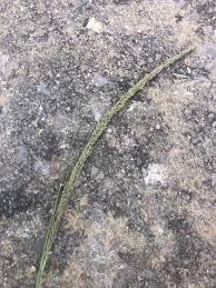 Image result for Sporobolus mauritianus