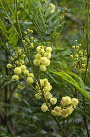 Image result for Acacia decurrens