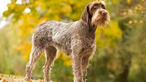 Image result for griffon korthalsův