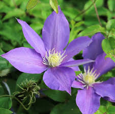 Einfach online bestellen und direkt nach hause geliefert bekommen! Clematis H F Young X 3 Litre