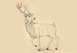 Of wat dacht je van een geboortekaartjes met onze snoezige hertje, dat lieve vogeltje of kies je voor een geboortekaartje met uiltjes? Hoe Dieren Te Tekenen Herten Soorten En Anatomie Ontwerp Illustratie Website Ontwikkeling Computerspellen En Mobiele Applicaties