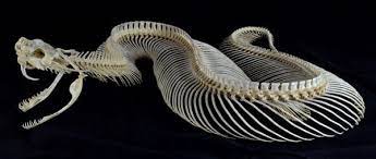 By describing your rib cage pain to your doctor as specifically as possible, you can help him or her make an accurate diagnosis—and rib cage pain may start in one area but travel to an area nearby. Intercostal Muscles Definition And Function Biology Dictionary