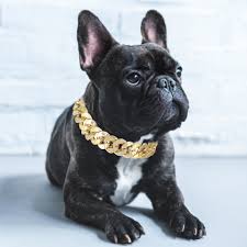High quality french bulldog gifts and merchandise. Plastic Pet Teddy French Bulldogs Bully Gold Chain Small And Medium Dog Collar Pet Necklace Accessories Pet Supplies Collars Aliexpress