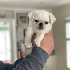 Puppyfinder.com is your source for finding an ideal pug puppy for sale in south carolina, usa area. Leslie S Pugland Breeder Available Pug Puppies Here Leslie S Pugland Breeder