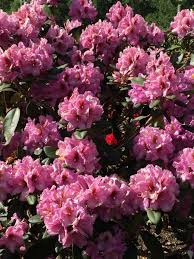 Lavender Princess Rhododendron Rainier Rhododendrons Floral Wreath Floral Rhododendron
