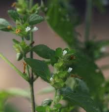 Image result for Phaulopsis imbricata