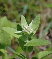 Image result for Pluchea