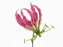 Image result for Gloriosa