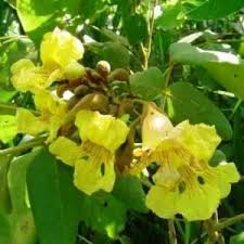 Image result for Markhamia obtusifolia