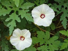 Image result for Merremia