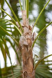 Image result for Coccothrinax argentea