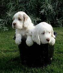 Clumber Spaniel Pups Clumber Spaniel Puppy Clumber Spaniel Cute Cats And Dogs