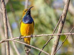 The sunbirds are a group of small songbirds. Nectarinia Jugularis Olive Backed Sunbird Image