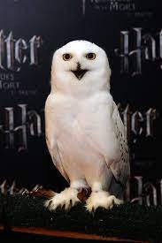 hedwig broke my heart when she died chouette harfang harry potter film coloriages catholiques