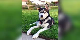 Are great pyrenees the right breed for you? Great Pyrenees Husky Mix Facts