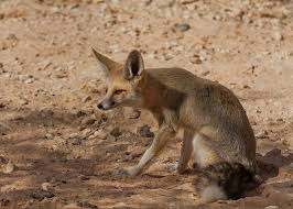 image result for ruppell s fox fox canine family canis