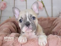 2 fawn males 1 cream female available. French Bulldog Puppies Petland Independence Mo