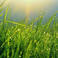 D&g pest control is committed to great customer service. Bray S Pest Control Pest Control Brooksville Fl