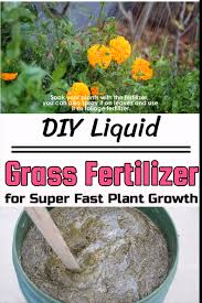 Examine the seeds to make sure they are healthy and in good condition. Diy Liquid Grass Fertilizer For Super Fast Plant Growth Here S How To Make This Super Effective D Grass Fertilizer Fertilizer For Plants Planting Vegetables