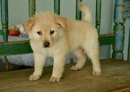 Thank you for stopping by to take a look at our beautiful yorkie puppies for sale ! San Antonio Tx Golden Retriever Meet Llama A Pet For Adoption