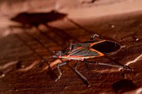 Mix the insecticide soap with the hot water and spray it on the tree barks to wash away the boxelder bugs. How To Get Rid Of Boxelder Bugs In Your House