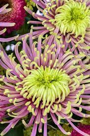 Pin On Flowers Chrysanthemum