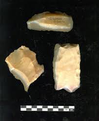 Image result for Leucas calamostachys