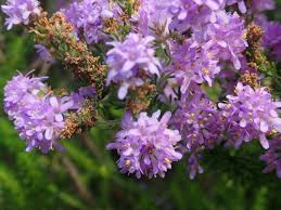 Image result for Selago dinteri