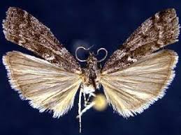 Image result for Pyla fusca