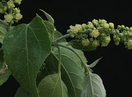 Image result for Ottelia muricata