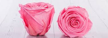 Glycerine (glycerol) is the most widely used substance to help preserve plant material although many chemicals possess hygroscopic properties. How Long Do Preserved Roses Last Sense Ecuador