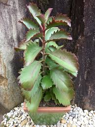 Kalanchoe Brachyloba Planting Succulents Cacti And Succulents Succulents