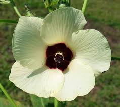 Image result for Abelmoschus esculentus