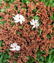 Image result for Trisetopsis milanjianum