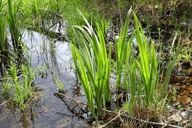 Image result for Calamus deerratus