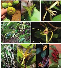 Image result for Ochna katangensis