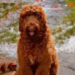 Red Rock Labradoodles – Australian Labradoodle Puppies