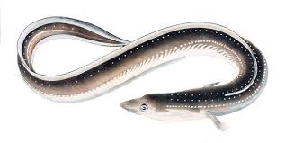 Anguilla Japonica 1856 Japanese Eel Wikipedia In 2020 Eel Like Fish Fish Illustration Animal Illustration