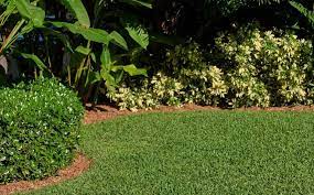 How to care for new sod in florida. When How To Plant Grow St Augustine Grass Scotts
