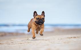 Long beach animal care services has a unique partnership with the society for the prevention of cruelty to animals los angeles ( spcala ). Pet Friendly Communities In Dubai Dubai Marina Jlt More Mybayut