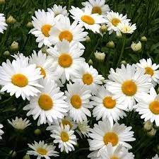 Daisy Flowers Perennials Daisy Flower Shasta Daisies