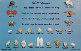 Shell Names Florida Named After Common Objects Hippostcard