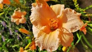 Certi concetti vengono spiegati con disegni ed esplorazioni. Emerocallide Hemerocallis Giglio Di San Giuseppe Fiori Eduli